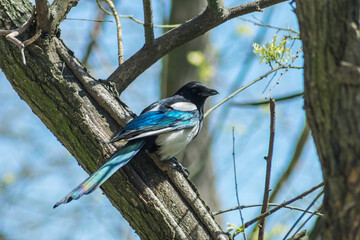 Photo of a multi-colored magpie that sits on a tree branch and looks to the right