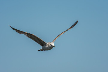 Photo of a large seagull flying against a clear blue sky