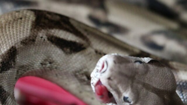 boa constrictor eating baby mouse up close