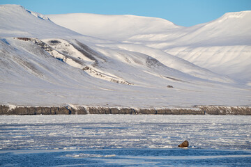 Single walrus lying on the melting sea ice in the sunshine on Spitsbergen.