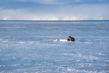 Single walrus lying on the melting sea ice in the sunshine on Spitsbergen.