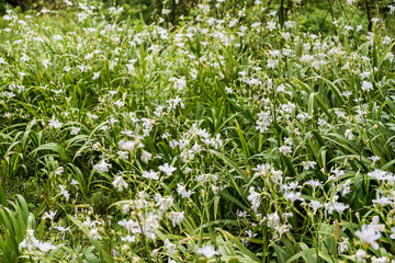 flower background colorful nature