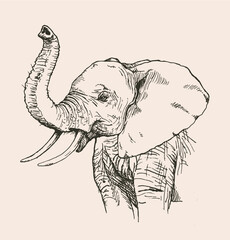 Hand drawn sketch of elephant, vector illustration