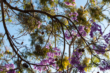 Purple flower on tree