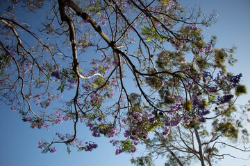 Purple flower on tree