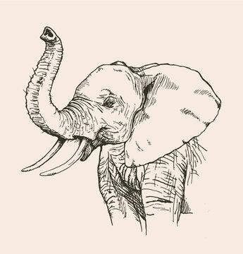 elephant head pencil drawing  realistic sketch  Stock Illustration  6793300  PIXTA