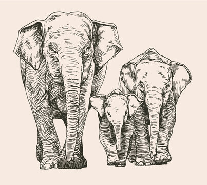 Hand drawn sketch of elephant family walking, front view, vector illustration