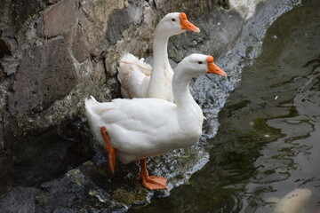 Close up of pair of white Chinese geese standing at lakeshore
