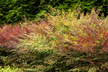 Obraz premium flower background colorful nature