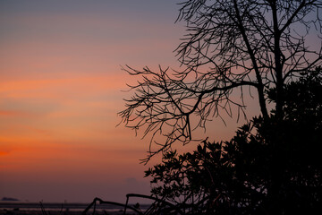Mangrove forest silhouette with the sunset sky in Koh Phanagn, Surat Thani, Thailand.selective focus