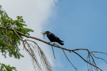 Northern crow gathering nesting material.   Vancouver BC Canada
