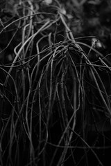 Black and white texture wallpaper. Tree branch