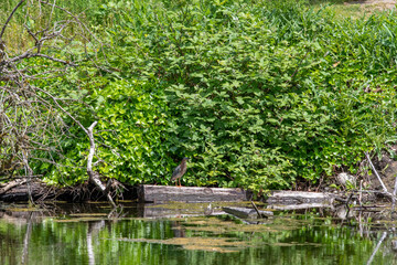 Obraz na płótnie Canvas Green heron perching on the log. Vancouver, BC, Canada 