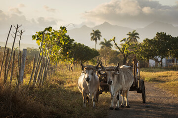 Car with bulls in VInales with beautiful light at sunrise and palm trees in background. Cuba