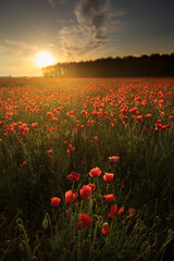 Fototapeta na wymiar Beautiful red field landscape full of opium poppy during sunrise.