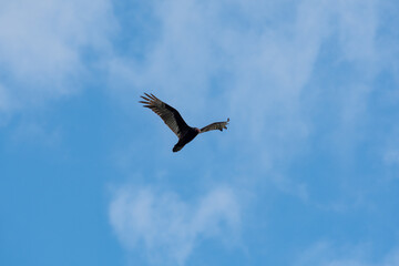 Turkey Vulture flying in the sky.     Vancouver, BC, Canada
