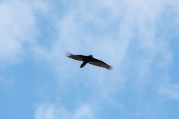 Turkey Vulture flying in the sky.     Vancouver, BC, Canada
