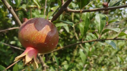 Two pomegranate fruit growing on a green branch