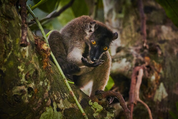 family of lemurs in Mayotte