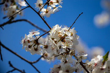 blooming cherry tree