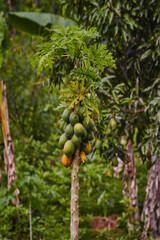 Flora and plants in Mayotte forest