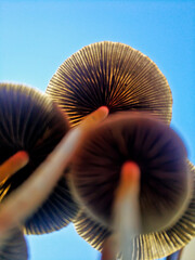 A macro shot of a tiny group of mushrooms from below view. A bright blue sky in background. Selective focus on subject.