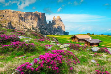 Hiking and touristic resort with pink rhododendron flowers, Dolomites, Italy - obrazy, fototapety, plakaty