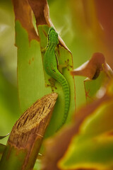 Obraz premium Green rare lizard in Mayotte forest