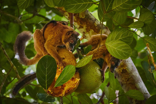 Family of lemurs in Mayotte