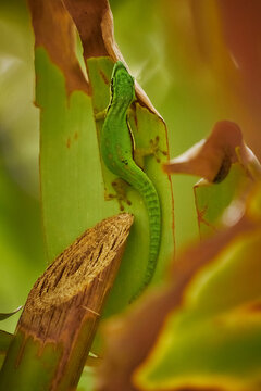 Green rare lizard in Mayotte forest