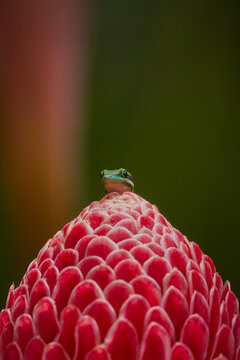 Green rare lizard in Mayotte forest