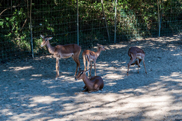 Gazelles photographiées dans un parc animalier.