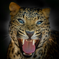 Angry leopard roaring scaring enemy away