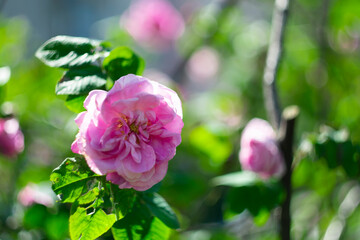 Fototapeta premium Peony rose on a natural blurred background