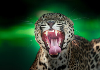 Leopard roaring outbound showing it's teeth and fangs