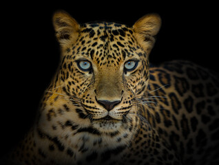 Leopard looking straight at view isolated on black