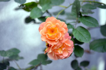 orange rose in garden