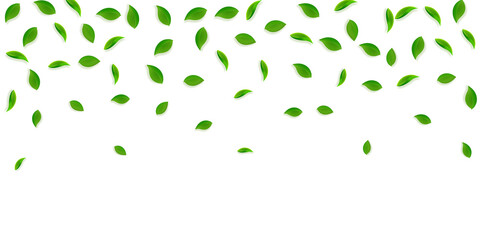 Falling green leaves. Fresh tea random leaves flyi