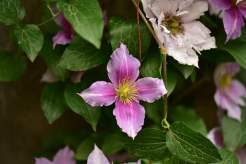 pink flowers in the garden
