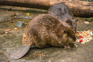 American Beaver (Castor Canadensis) couple eating lunch