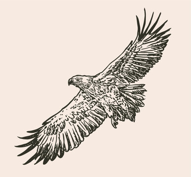 Hand drawn sketch of eagle in flight. Vector illustration