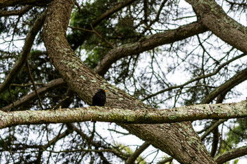 Fototapeta na wymiar a black bird sitting on a branch of a tree