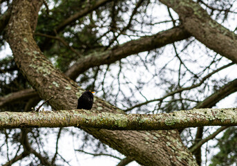 a black bird sitting on a branch of a tree
