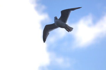 Vol de reconnaissance