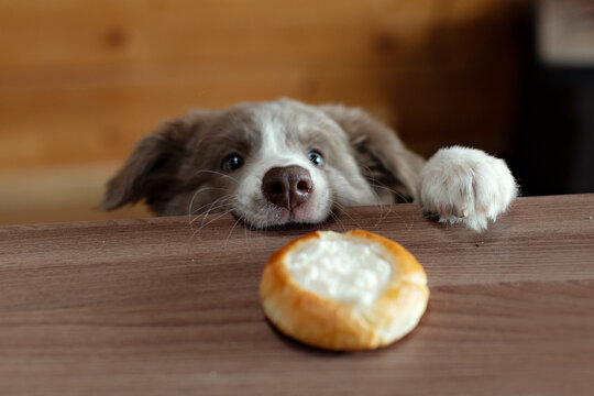 The gray puppy looks at a pie with cottage cheese. Border Collie purple puppy and treat. The dog is looking at food.