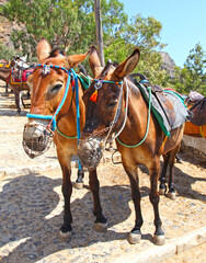Naklejka na ściany i meble Donkeys on the island of Santorini in Greece. These animals are used as transportation to take visitors from the town of Fira down to the Old Port and back along a steep zig-zag cobbled path.