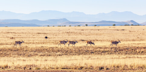 Obraz premium Eland in Mountain Zebra National Park