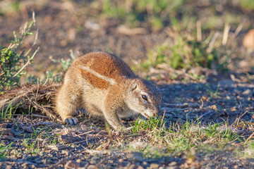 Ground Squirrel in Mountain Zebra National Park