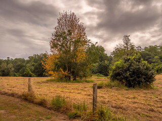 Autumn Field with Colourful Leaves and Drying Grass