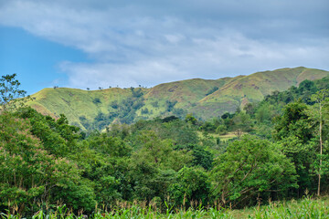 Wild forest on the island of Panay Philippines.